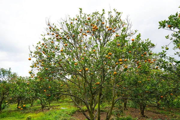 Ağaçtaki portakallar hasat için hazır. Göbek portakalı, Citrus sinensis veya 