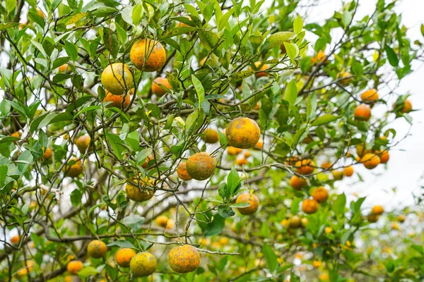 Ağaçtaki portakallar hasat için hazır. Göbek portakalı, Citrus sinensis veya 