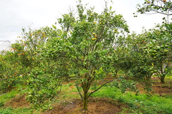 Ağaçtaki portakallar hasat için hazır. Göbek portakalı, Citrus sinensis veya 