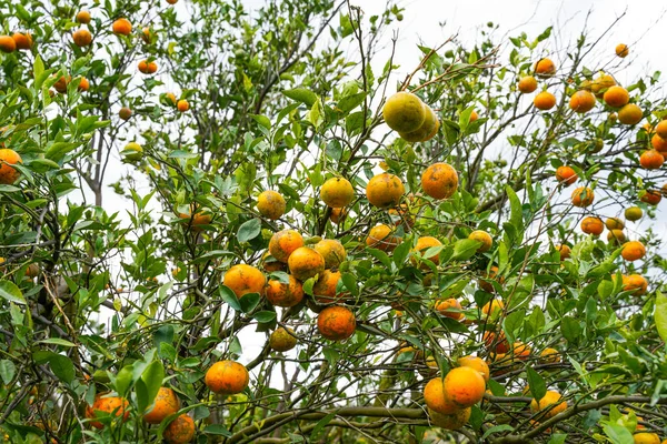 Ağaçtaki portakallar hasat için hazır. Göbek portakalı, Citrus sinensis veya 