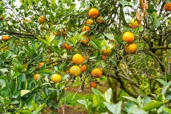 Ağaçtaki portakallar hasat için hazır. Göbek portakalı, Citrus sinensis veya 