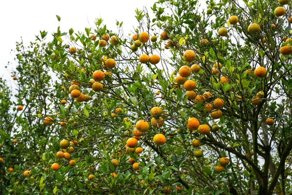 Ağaçtaki portakallar hasat için hazır. Göbek portakalı, Citrus sinensis veya 