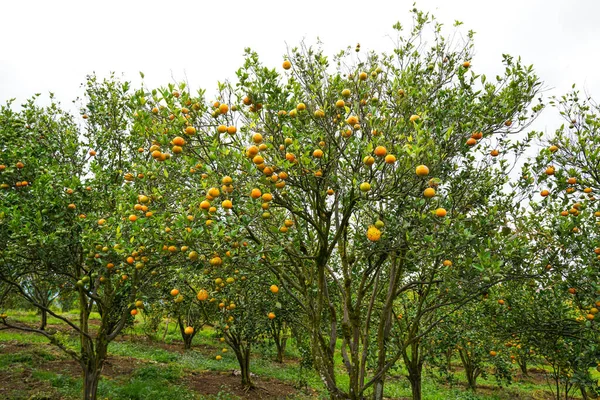 Ağaçtaki portakallar hasat için hazır. Göbek portakalı, Citrus sinensis veya 