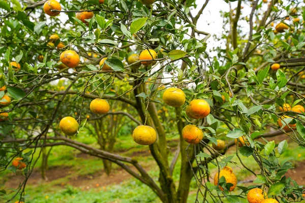 Ağaçtaki portakallar hasat için hazır. Göbek portakalı, Citrus sinensis veya 