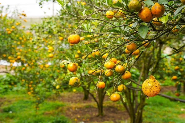 Ağaçtaki portakallar hasat için hazır. Göbek portakalı, Citrus sinensis veya 