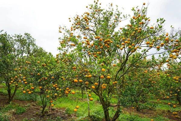 Ağaçtaki portakallar hasat için hazır. Göbek portakalı, Citrus sinensis veya 