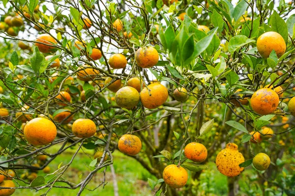 Ağaçtaki portakallar hasat için hazır. Göbek portakalı, Citrus sinensis veya 