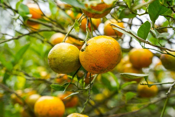 Ağaçtaki portakallar hasat için hazır. Göbek portakalı, Citrus sinensis veya 