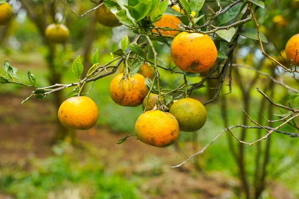 Ağaçtaki portakallar hasat için hazır. Göbek portakalı, Citrus sinensis veya 