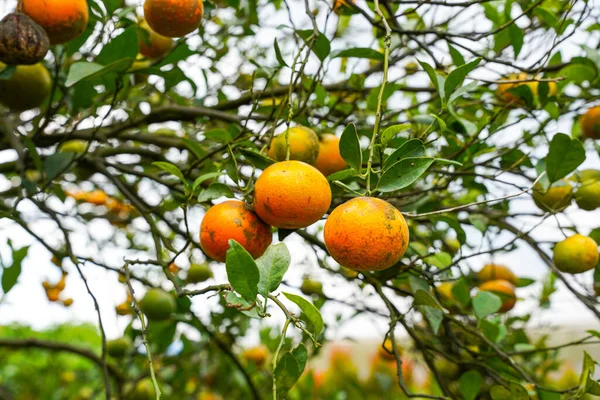 Ağaçtaki portakallar hasat için hazır. Göbek portakalı, Citrus sinensis veya 