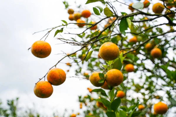 Ağaçtaki portakallar hasat için hazır. Göbek portakalı, Citrus sinensis veya 