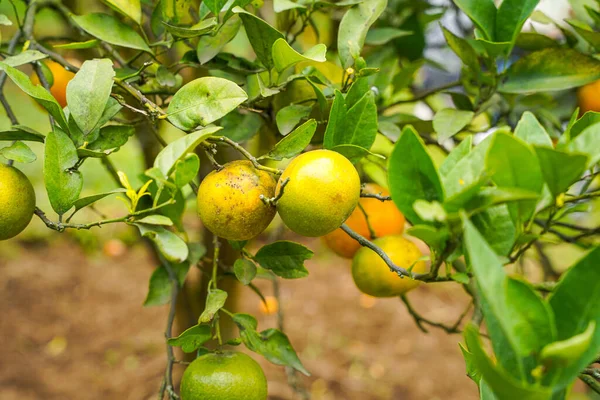 Ağaçtaki portakallar hasat için hazır. Göbek portakalı, Citrus sinensis veya 