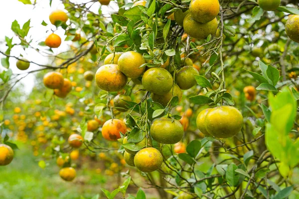 Ağaçtaki portakallar hasat için hazır. Göbek portakalı, Citrus sinensis veya 