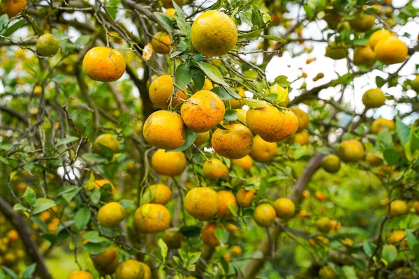 Ağaçtaki portakallar hasat için hazır. Göbek portakalı, Citrus sinensis veya 
