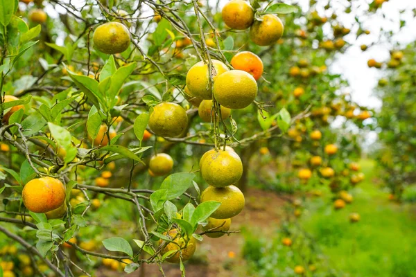 Ağaçtaki portakallar hasat için hazır. Göbek portakalı, Citrus sinensis veya 