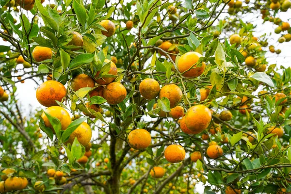 Ağaçtaki portakallar hasat için hazır. Göbek portakalı, Citrus sinensis veya 