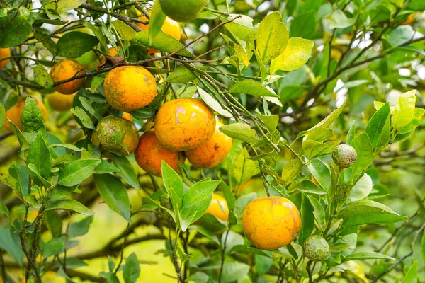 Ağaçtaki portakallar hasat için hazır. Göbek portakalı, Citrus sinensis veya 