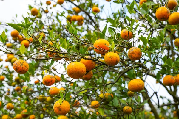 Ağaçtaki portakallar hasat için hazır. Göbek portakalı, Citrus sinensis veya 