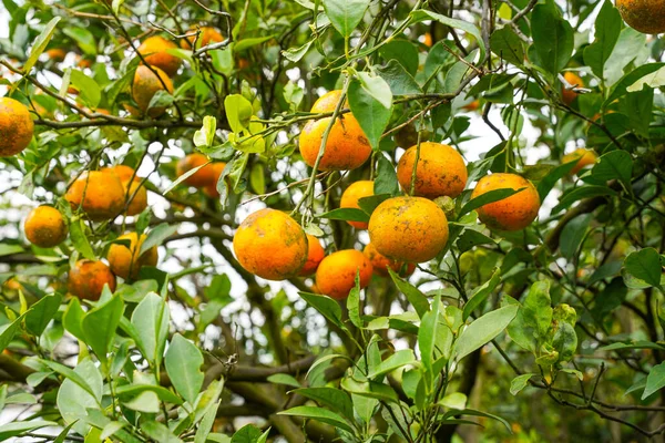 Ağaçtaki portakallar hasat için hazır. Göbek portakalı, Citrus sinensis veya 