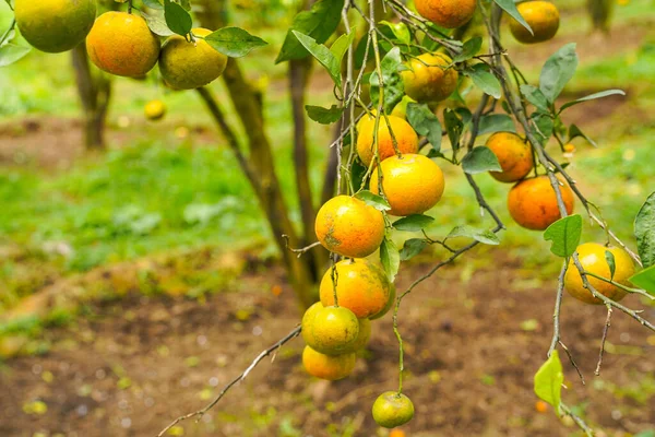 Ağaçtaki portakallar hasat için hazır. Göbek portakalı, Citrus sinensis veya 