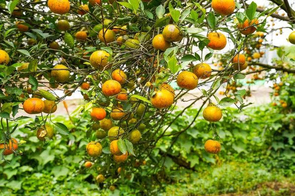Ağaçtaki portakallar hasat için hazır. Göbek portakalı, Citrus sinensis veya 