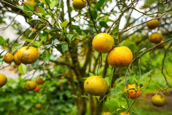 Ağaçtaki portakallar hasat için hazır. Göbek portakalı, Citrus sinensis veya 