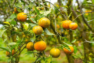 Ağaçtaki portakallar hasat için hazır. Göbek portakalı, Citrus sinensis veya 