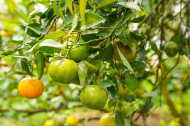 Ağaçtaki portakallar hasat için hazır. Göbek portakalı, Citrus sinensis veya 