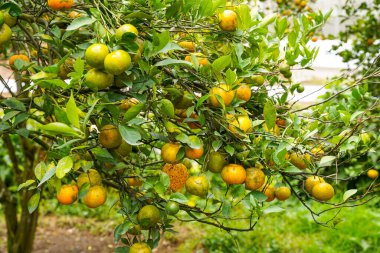 Ağaçtaki portakallar hasat için hazır. Göbek portakalı, Citrus sinensis veya 