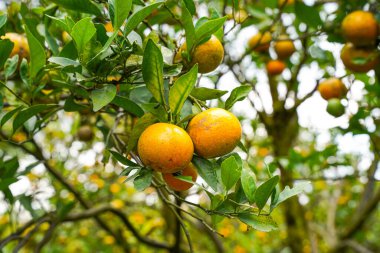 Ağaçtaki portakallar hasat için hazır. Göbek portakalı, Citrus sinensis veya 