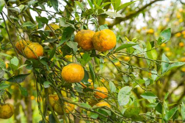 Ağaçtaki portakallar hasat için hazır. Göbek portakalı, Citrus sinensis veya 