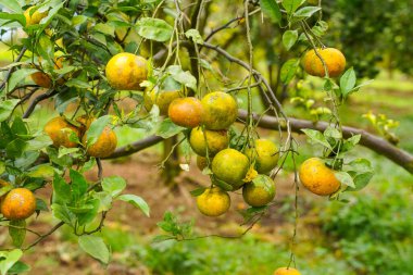 Ağaçtaki portakallar hasat için hazır. Göbek portakalı, Citrus sinensis veya 