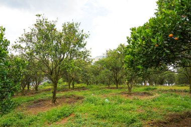 Ağaçtaki portakallar hasat için hazır. Göbek portakalı, Citrus sinensis veya 