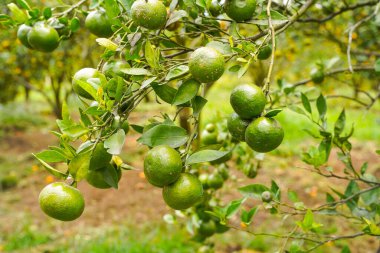 Ağaçtaki portakallar hasat için hazır. Göbek portakalı, Citrus sinensis veya 