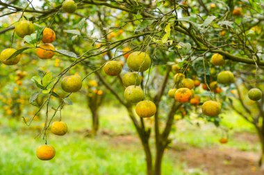 Ağaçtaki portakallar hasat için hazır. Göbek portakalı, Citrus sinensis veya 