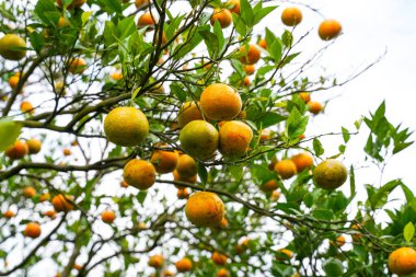 Ağaçtaki portakallar hasat için hazır. Göbek portakalı, Citrus sinensis veya 