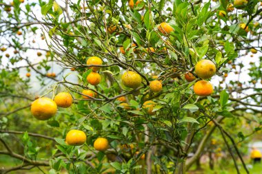 Ağaçtaki portakallar hasat için hazır. Göbek portakalı, Citrus sinensis veya 