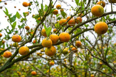 Ağaçtaki portakallar hasat için hazır. Göbek portakalı, Citrus sinensis veya 