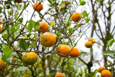 Ağaçtaki portakallar hasat için hazır. Göbek portakalı, Citrus sinensis veya 