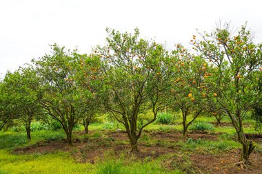 Ağaçtaki portakallar hasat için hazır. Göbek portakalı, Citrus sinensis veya 