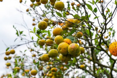 Ağaçtaki portakallar hasat için hazır. Göbek portakalı, Citrus sinensis veya 