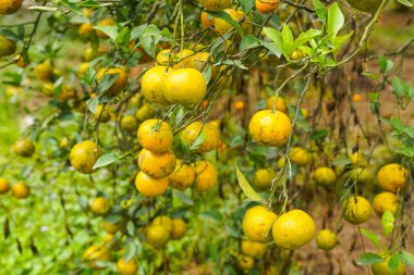 Ağaçtaki portakallar hasat için hazır. Göbek portakalı, Citrus sinensis veya 