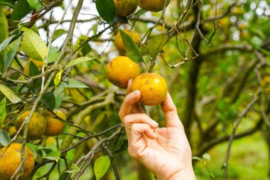 Ağaçtaki portakallar hasat için hazır. Göbek portakalı, Citrus sinensis veya 