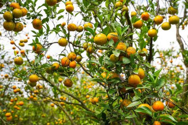 Ağaçtaki portakallar hasat için hazır. Göbek portakalı, Citrus sinensis veya 