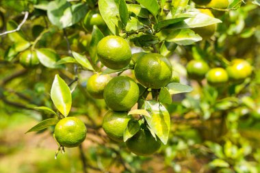 Ağaçtaki portakallar hasat için hazır. Göbek portakalı, Citrus sinensis veya 