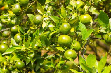 Ağaçtaki portakallar hasat için hazır. Göbek portakalı, Citrus sinensis veya 