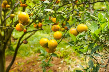 Ağaçtaki portakallar hasat için hazır. Göbek portakalı, Citrus sinensis veya 