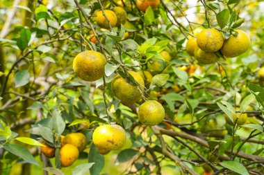 Ağaçtaki portakallar hasat için hazır. Göbek portakalı, Citrus sinensis veya 
