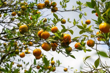 Ağaçtaki portakallar hasat için hazır. Göbek portakalı, Citrus sinensis veya 