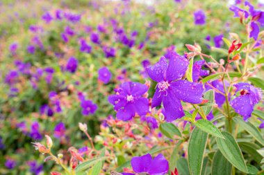Laziander 7-stamen (Lasiandra semidecandra). Tibouchina semidecandra parkta. Tibouchina semidecandra, Melastomataceae familyasından bir bitki türü..